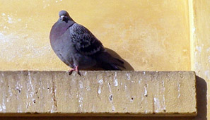 Pigeons