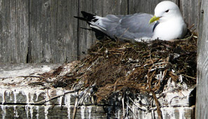 Gaviotas