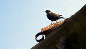 Starlings