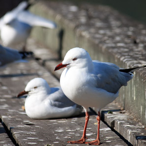 Mouettes