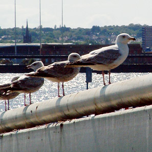 Gaviotas