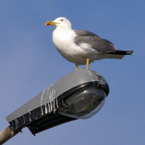 Gaviotas