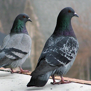 pigeons