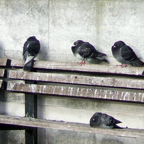 pigeons