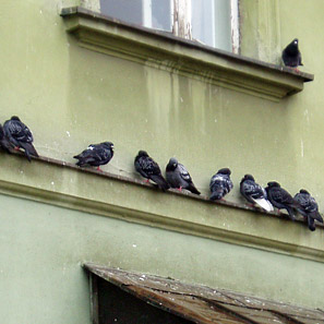 pigeons