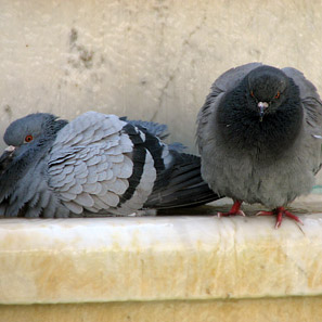 pigeons